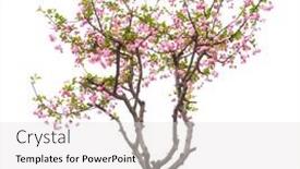  Presentation with name - Colorful PPT theme enhanced with crabapple-flowers-isolated-on-white backdrop and a light gray colored foreground