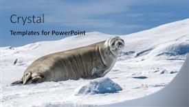  Presentation with ice - Presentation having crabeater-seal-on-snow and a light blue colored foreground