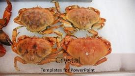  Presentation with fish people - Presentation theme featuring crabs-cooked-crab-for-sale background and a  colored foreground