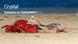  Presentation with crabs - PPT theme with crabs on the beach background and a ocean colored foreground