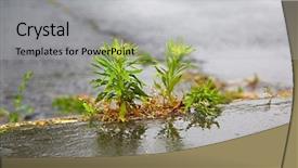  Presentation with plants growing - PPT layouts with cracks of bad quality road background and a light gray colored foreground