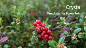  Presentation with forrest - Beautiful theme featuring cranberries growing in the forrest backdrop and a  colored foreground
