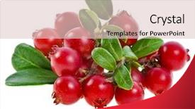  Presentation with lilac bush wood - PPT layouts with cranberry cowberry bush branch isolated background and a lemonade colored foreground