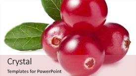  Presentation with cranberry juice - Audience pleasing PPT theme consisting of cranberry decor close up isolated backdrop and a coral colored foreground