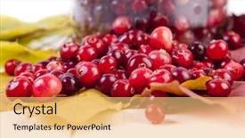  Presentation with red spheres - Presentation having cranberry fruit - fresh red cranberries background and a  colored foreground