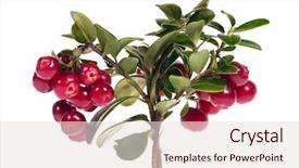  Presentation with branch - Theme featuring cranberry juice - branch of red cowberries isolated background and a lemonade colored foreground