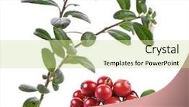  Presentation with cranberry juice - Colorful slide deck enhanced with cranberry juice - cranberries blossom isolated on white backdrop and a soft green colored foreground