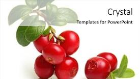  Presentation with cranberry juice - Beautiful presentation theme featuring cranberry juice - forest wild berry cowberry backdrop and a white colored foreground