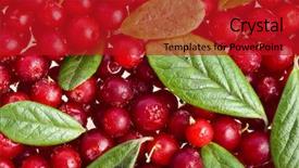  Presentation with cranberry juice - Slide deck featuring cranberry juice - frozen cowberries with leaves close background and a crimson colored foreground