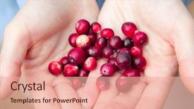  Presentation with cranberry juice - PPT theme having cranberry juice - woman hands holding ripe red background and a lemonade colored foreground