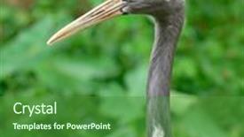  Presentation with zoo - Colorful slide set enhanced with crane at the zoo backdrop and a forest green colored foreground