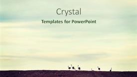  Presentation with birds - Colorful PPT theme enhanced with crane birds standing backdrop and a sky blue colored foreground