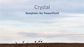  Presentation with crane - Slide set consisting of crane birds standing background and a sky blue colored foreground