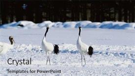  Presentation with crane - Slide set featuring crane background and a lemonade colored foreground