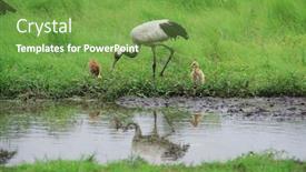  Presentation with crane - Beautiful theme featuring crane backdrop and a seafoam green colored foreground