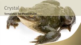  Presentation with blanc - Beautiful presentation design featuring crapaud-commun-photographi-devant-un backdrop and a coral colored foreground