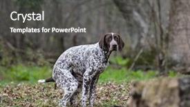  Presentation with dog park - Colorful slide set enhanced with craps - dog pooping outside backdrop and a dark gray colored foreground