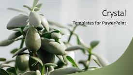  Presentation with emoney money traffic concept closeup - Cool new PPT layouts with crassula jade money plant closeup backdrop and a light gray colored foreground
