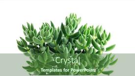  Presentation with succulent - Slides enhanced with crassula-mesembrianthoides-succulent-plant background and a forest green colored foreground