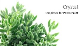  Presentation with succulent - Slide deck enhanced with crassula-mesembrianthoides-succulent-plant background and a white colored foreground