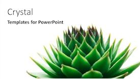  Presentation with family - Slide deck having crassulacea-sempervivum-of-the-crassula background and a white colored foreground