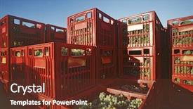  Presentation with grape vine wine grapes - Beautiful PPT theme featuring crates filled with harvested chardonnay backdrop and a  colored foreground