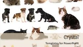  Presentation with animals - Audience pleasing slide set consisting of crawfish - collage of different cute animals backdrop and a lemonade colored foreground