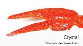  Presentation with boil - PPT theme with crawfish boil - claw crayfish closeup isolated background and a sky blue colored foreground
