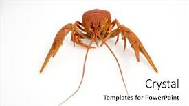  Presentation with boil - Cool new presentation design with crawfish boil - isolated red lobster backdrop and a  colored foreground