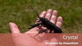  Presentation with danube delta - Audience pleasing PPT layouts consisting of crawfish-in-man-s-hand backdrop and a coral colored foreground