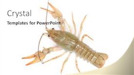  Presentation with alive - Cool new slide deck with crawfish isolated on white background alive crawfish isolated backdrop and a white colored foreground