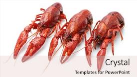  Presentation with red boiled crawfish food - Presentation design enhanced with crawfish isolated on white background background and a lemonade colored foreground