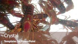  Presentation with wildlife - Amazing slide deck having crawfish nature and wildlife photo backdrop and a  colored foreground