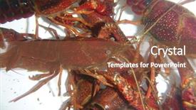  Presentation with wildlife - PPT theme consisting of crawfish nature and wildlife photo background and a  colored foreground