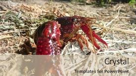  Presentation with wildlife - Cool new slide set with crawfish nature and wildlife photo backdrop and a soft green colored foreground