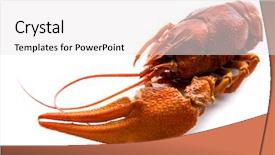  Presentation with boil - Audience pleasing slides consisting of crawfish on a white background backdrop and a  colored foreground