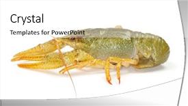  Presentation with crawfish boil - PPT theme with crawfish on a white background background and a  colored foreground
