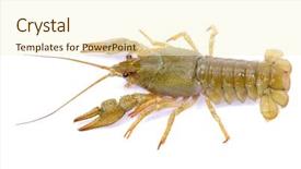  Presentation with red boiled crawfish food - Presentation featuring crawfish on a white background background and a  colored foreground