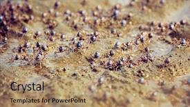  Presentation with crabs - Audience pleasing PPT layouts consisting of crawl walk run - detail of many little crabs backdrop and a coral colored foreground