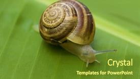  Presentation with snail - Colorful presentation theme enhanced with crawling bugs - garden snail on banana palm backdrop and a tawny brown colored foreground
