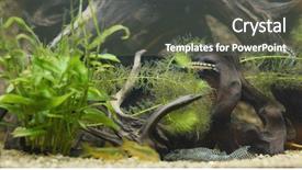  Presentation with freshwater aquarium - PPT theme having cray - aquarium with freshwater fish tank background and a dark gray colored foreground