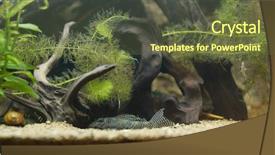  Presentation with freshwater aquarium - Beautiful presentation design featuring cray - aquarium with freshwater fish tank backdrop and a tawny brown colored foreground