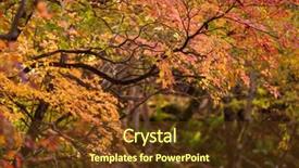  Presentation with beautiful of bamboo forest - Slide deck featuring cray - beautiful forest in autumn background and a  colored foreground