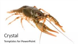  Presentation with alive - Presentation theme having cray - big alive crayfish isolated background and a white colored foreground
