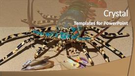  Presentation with rock - Colorful PPT layouts enhanced with cray - spiny lobster also known backdrop and a coral colored foreground
