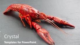  Presentation with dark river - Theme with crayfish-crawfish-closeup-red-boiled background and a gray colored foreground