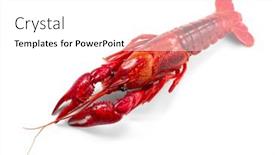  Presentation with red - PPT layouts consisting of crayfish-crawfish-closeup-red-boiled background and a white colored foreground