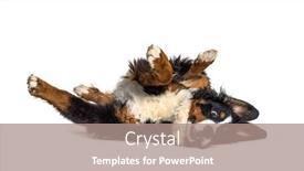  Presentation with crazy - Amazing PPT theme having crazy-bernese-monutain-dog-lying backdrop and a coral colored foreground