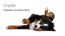  Presentation with crazy - PPT layouts having crazy-bernese-monutain-dog-lying background and a white colored foreground