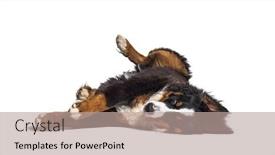  Presentation with crazy - Slide deck consisting of crazy-bernese-monutain-dog-lying background and a coral colored foreground